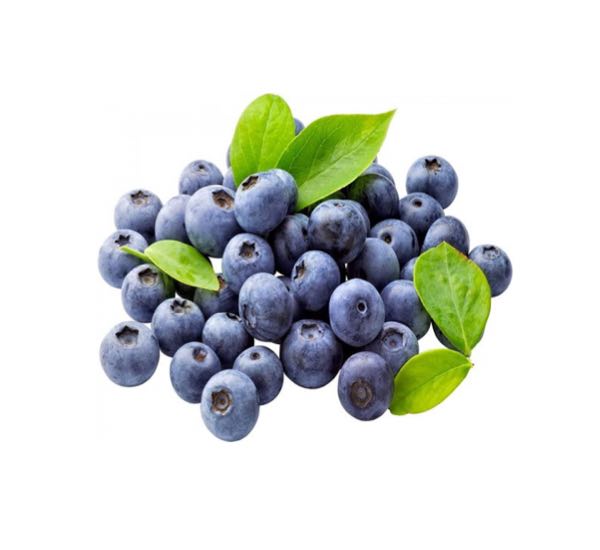 მოცვის ნერგი BlueCrop ნერგები, მცენარეები BlueCrop 1,6-2 მეტრი სიმაღლის სწორმდგომი ბუჩქია. მოცვის ნერგი BlueCrop ნერგები, მცენარეები BlueCrop 1,6-2 მეტრი სიმაღლის სწორმდგომი ბუჩქია.
